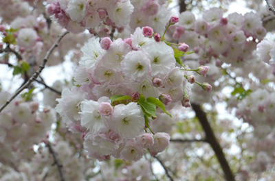 八重桜